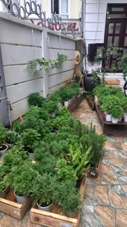 Wasabi House - Homestay Ben Cho Νταλάτ Εξωτερικό φωτογραφία